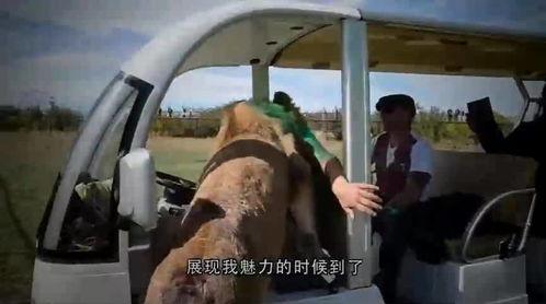 成人坐溜溜车搞笑视频,成人搞笑视频带你笑翻天