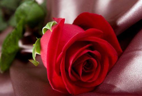 红玫瑰画成人教程视频,从零基础到完美呈现